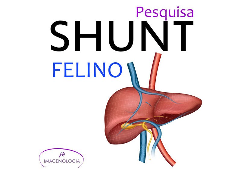 Read more about the article Pesquisa SHUNT Felino